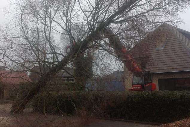 Verwijderen van bomen in Berkel Enschot